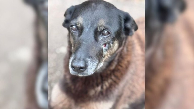 Cão Orelha