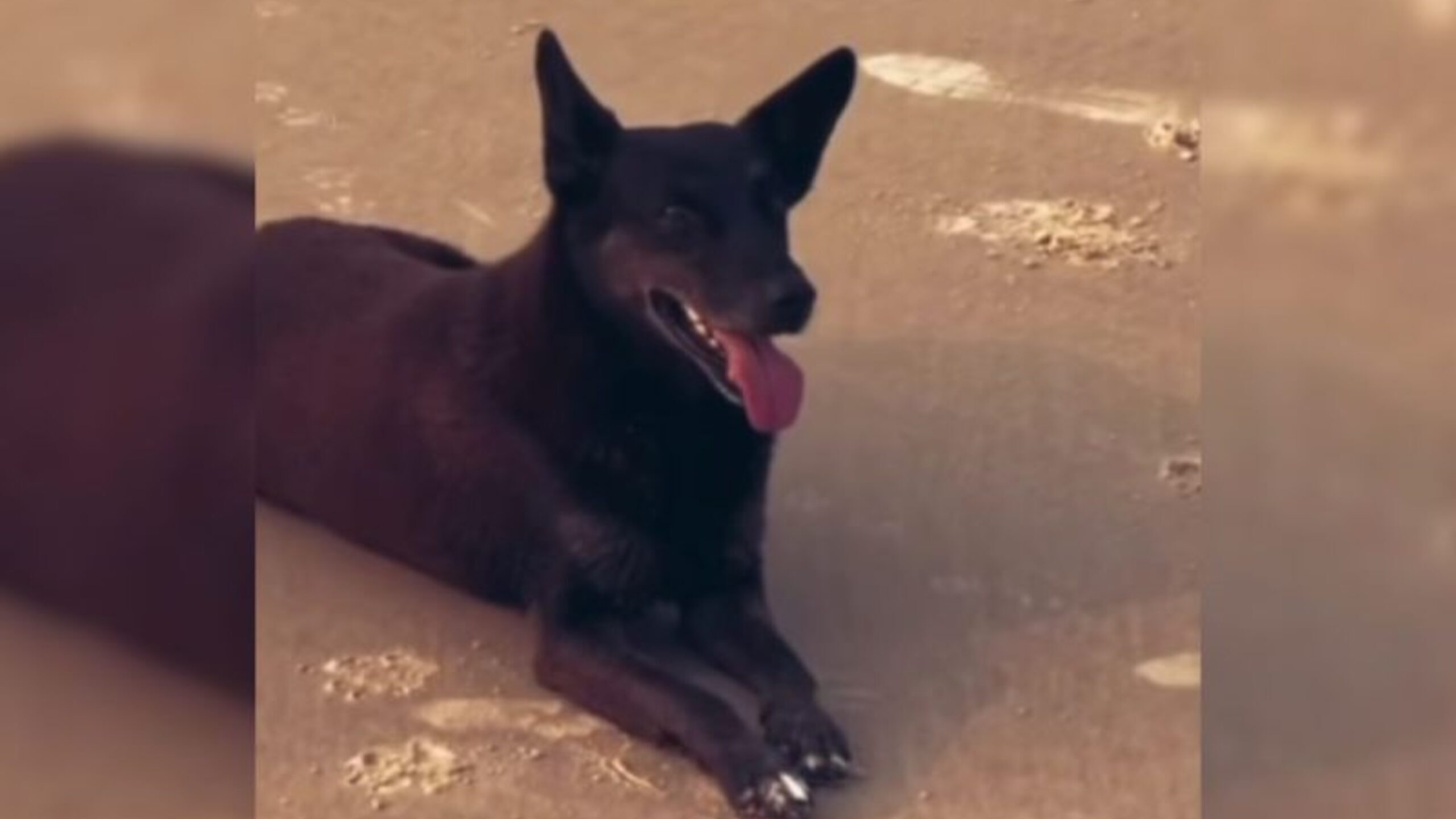 Cão Orelha