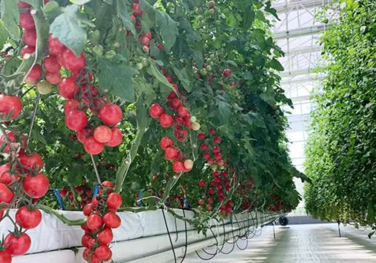 A foto mostra o crescimento exuberante de tomates-cereja em uma estufa inteligente desenvolvida pela Shandong Lisente Agricultural Technology Co., Ltd. (Lisente).