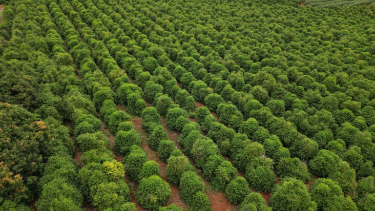 Características do solo e do clima da Serra de Apucarana dão características únicas ao café só encontrada na região e no continente africano