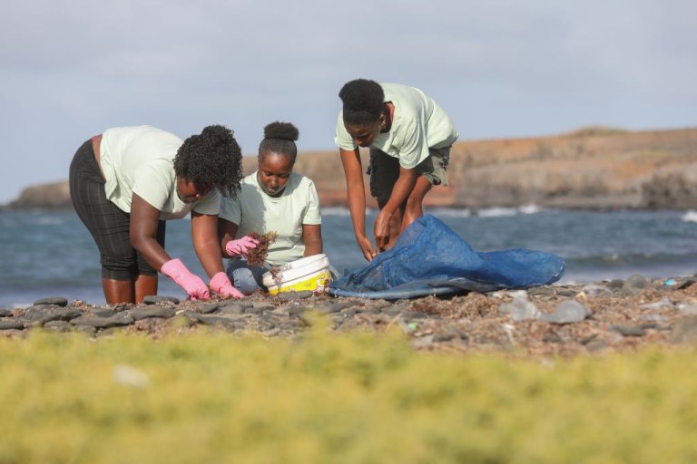 (Multimídia) Cabo Verde: projeto de autonomização feminina transforma algas em adubo biológico para a agricultura