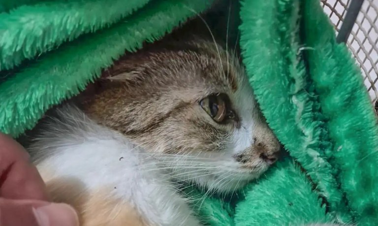 Gata