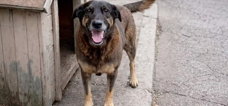 Cão Orelha