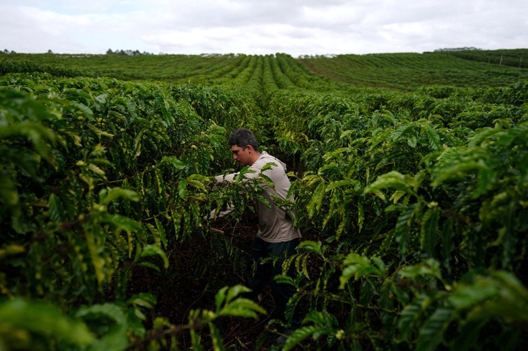 Um funcionário trabalha em uma plantação de café robusta em São Gabriel da Palha, no estado do Espírito Santo, Brasil
