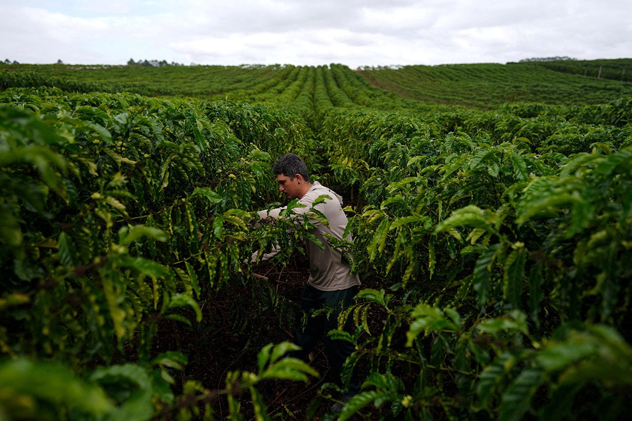 Um funcionário trabalha em uma plantação de café robusta em São Gabriel da Palha, no estado do Espírito Santo, Brasil