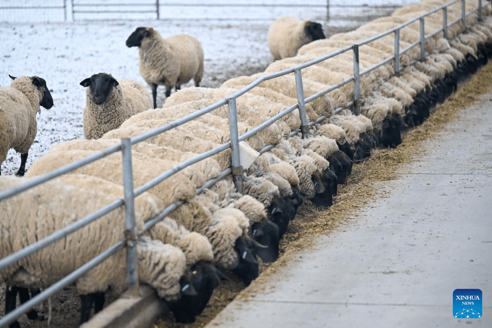 Melhoramento genético transforma produtividade da ovinocultura no Distrito de Manas, em Xinjiang