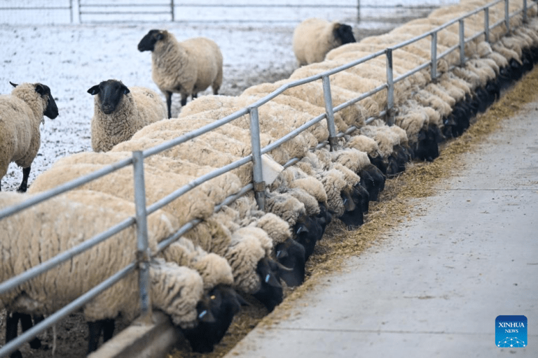 Melhoramento genético transforma produtividade da ovinocultura no Distrito de Manas, em Xinjiang