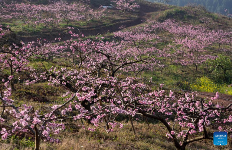 Pessegueiros floridos encantam visitantes em Chengdu, na Província de Sichuan