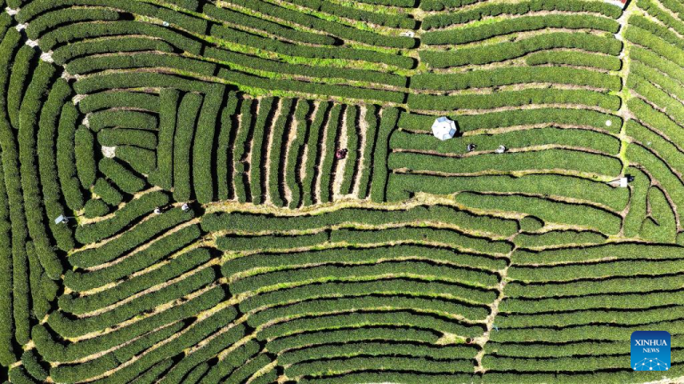 Começa a colheita do chá da primavera em Guangxi