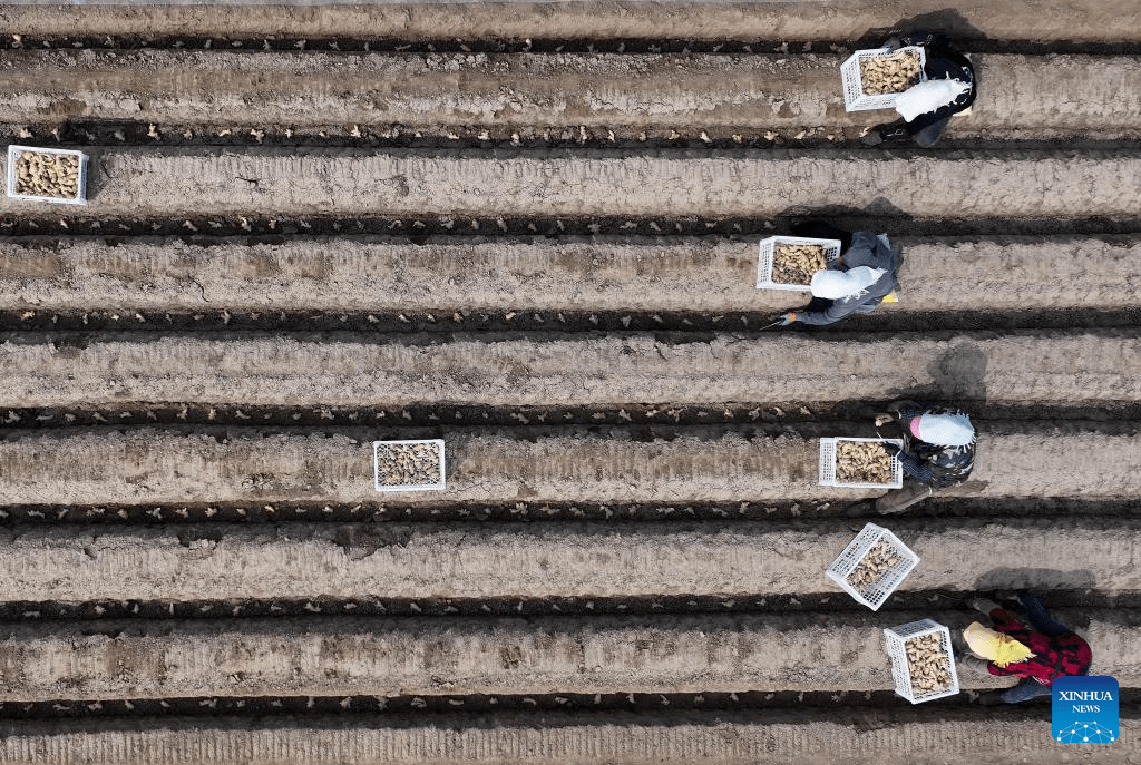 Plantio de primavera avança em ritmo intenso no Distrito de Fengnan em Hebei, norte da China