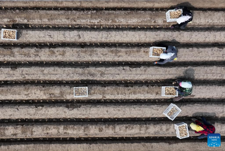 Plantio de primavera avança em ritmo intenso no Distrito de Fengnan em Hebei, norte da China