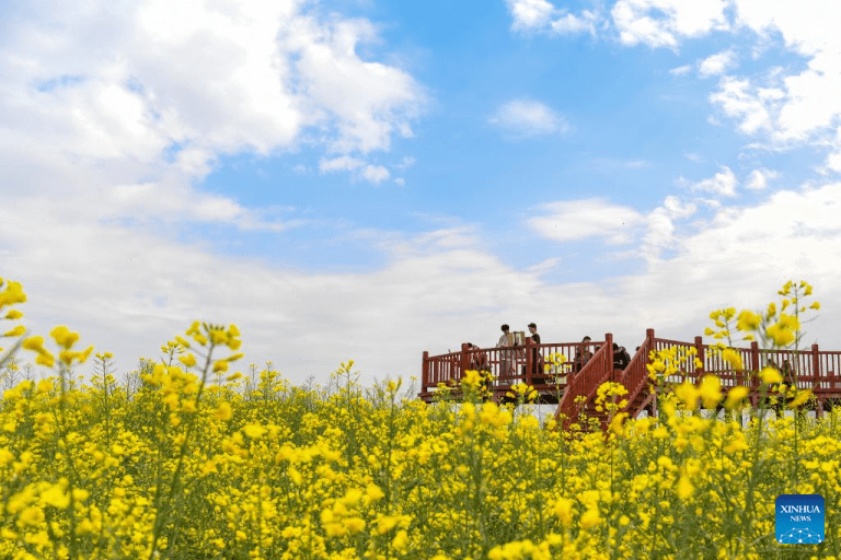 Cidade chinesa de Hanzhong aposta na "economia das flores" para o desenvolvimento da região