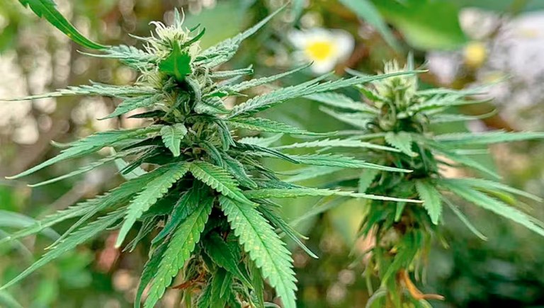 Cannabis