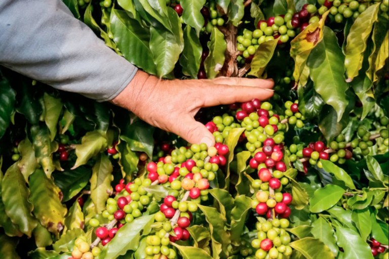 Muda de café