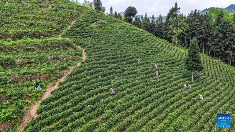 Agricultoras colhem folhas de chá em montanha no Distrito Especial de Liuzhi, em Guizhou