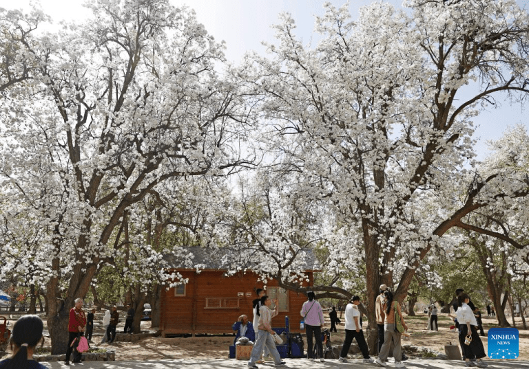 Aldeia de Nanchangtan, no noroeste da China, vira destino turístico popular graças às suas antigas pereiras