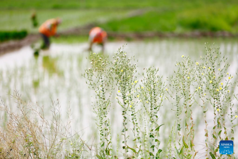 Plantio de primavera avança em ritmo acelerado na China