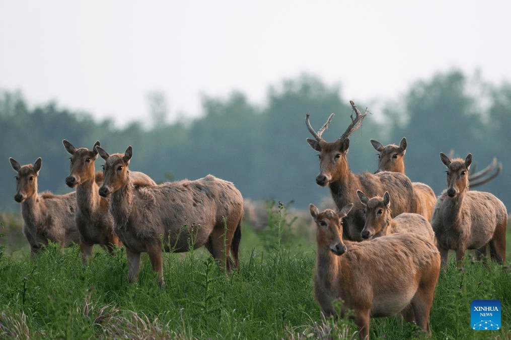 Reserva natural nacional na província chinesa de Hubei se torna habitat ideal para cervos-milu