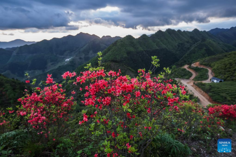 Aldeia de Jinling na província chinesa de Zhejiang desenvolve turismo rural cultural e ecológico