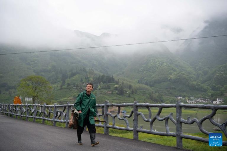 Produtores de chá levam aroma das montanhas profundas para moradores urbanos em Anhui, no leste da China