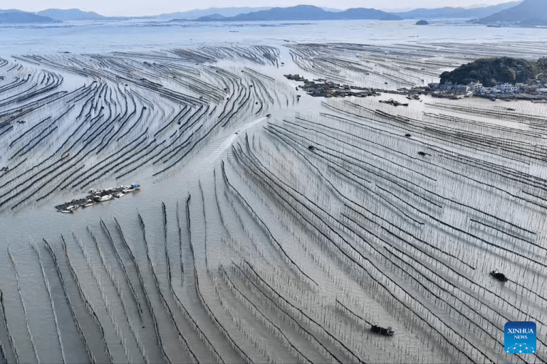 Distrito chinês de Xiapu vive o auge da colheita de algas marinhas