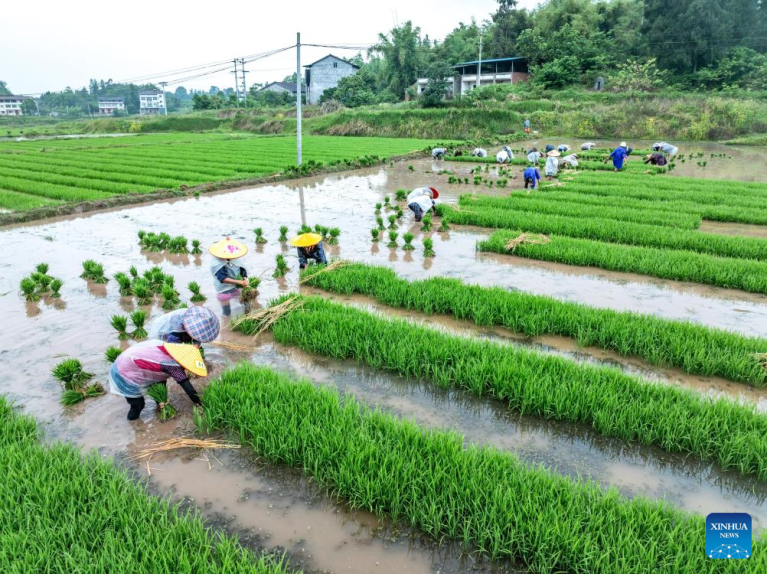 Agricultura da primavera avança em ritmo intenso na China