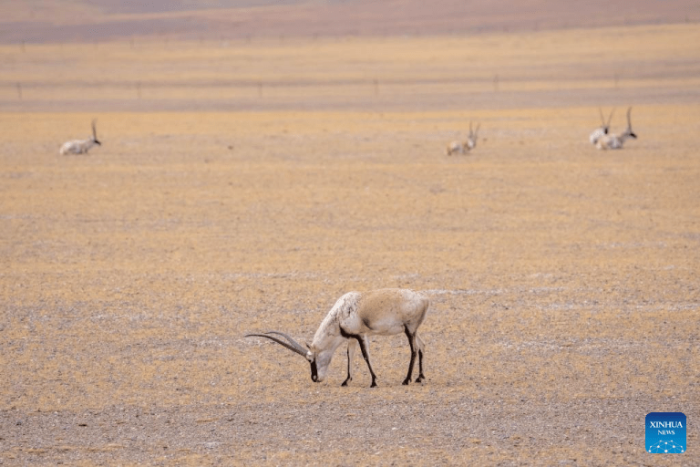 Antílopes tibetanos são vistos na Reserva Natural Nacional de Changtang em Xizang, no sudoeste da China