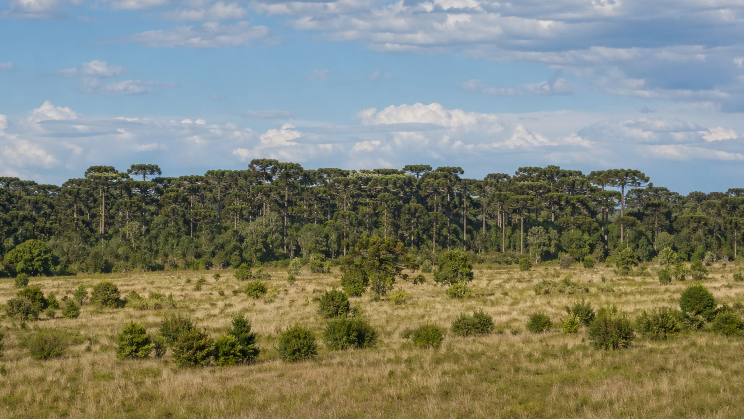 Representação de floresta de araucárias