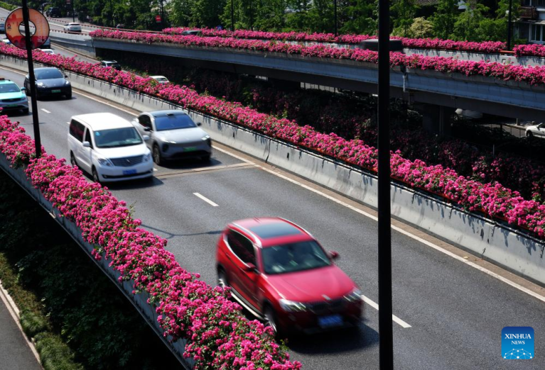 Rosas chinesas em plena floração embelezam rua em Hangzhou, em Zhejiang, leste da China