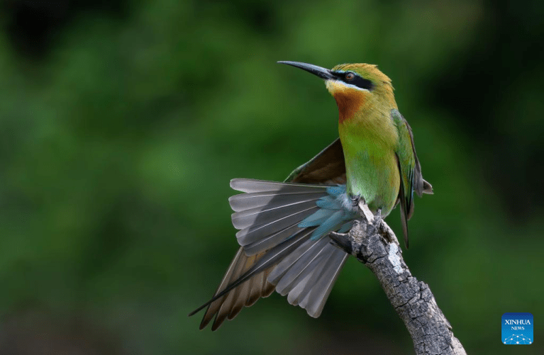 Abelharucos-de-cauda-azul constroem ninhos em reserva natural em Xiamen, em Fujian, sudeste da China
