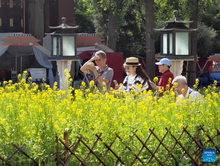 Flores de canola atraem visitantes ao Parque Beihai em Beijing