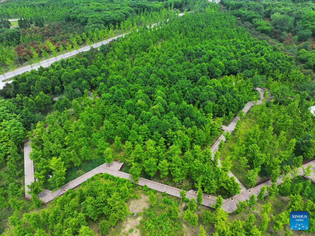 Nova Área de Xiong'an registra aumento significativo na cobertura florestal