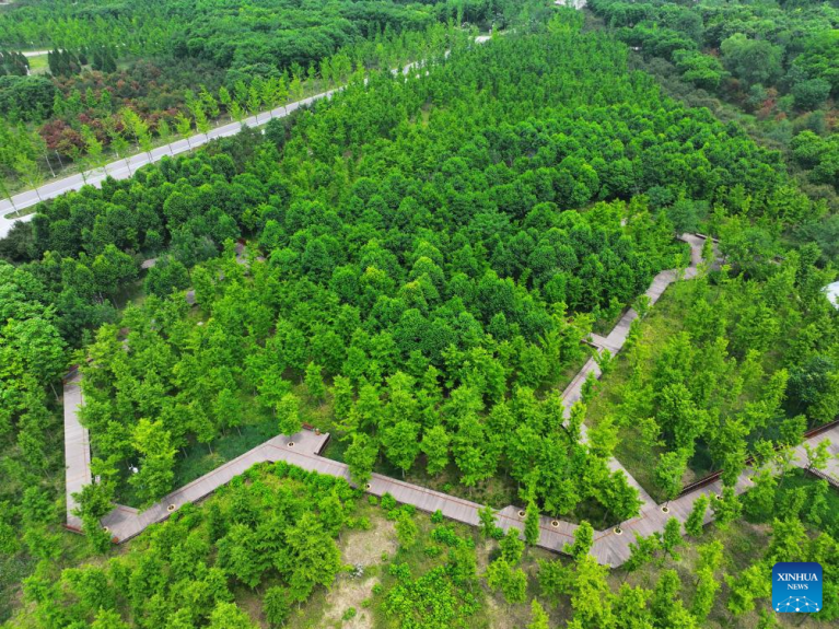 Nova Área de Xiong'an registra aumento significativo na cobertura florestal