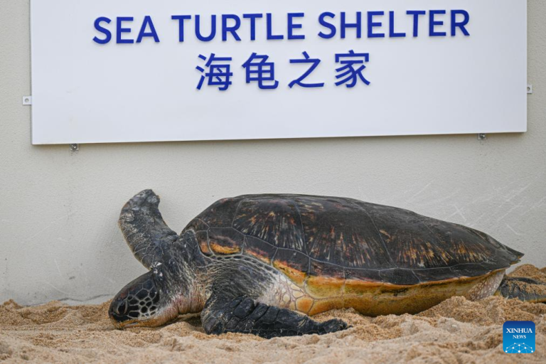 Novo brigo para tartarugas marinhas na província chinesa de Hainan reforça proteção da espécie