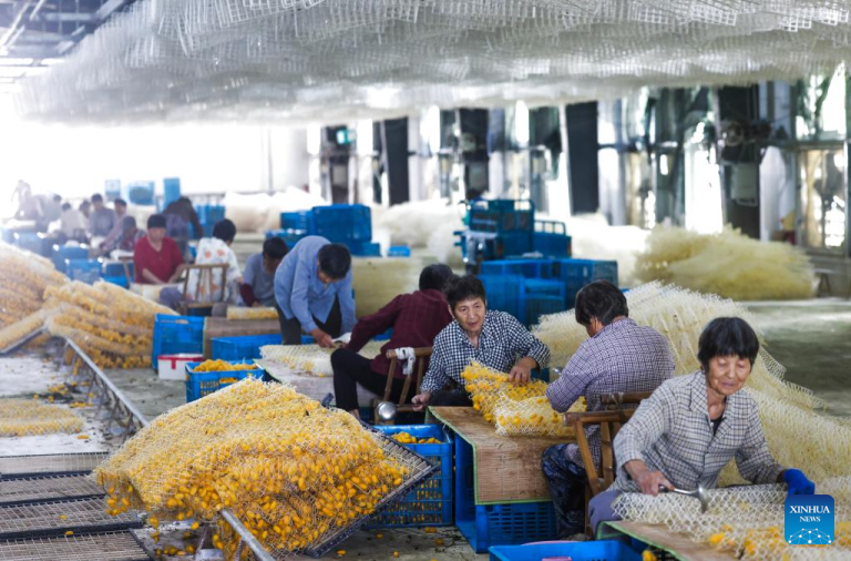 Sericicultores iniciam colheita dos casulos dourados na Aldeia de Yunlong, em Zhejiang, leste da China