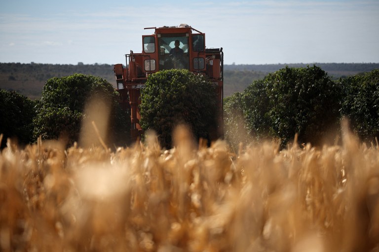 Cafezal perto de Brasília, Brasil, em 15 de julho de 2025
