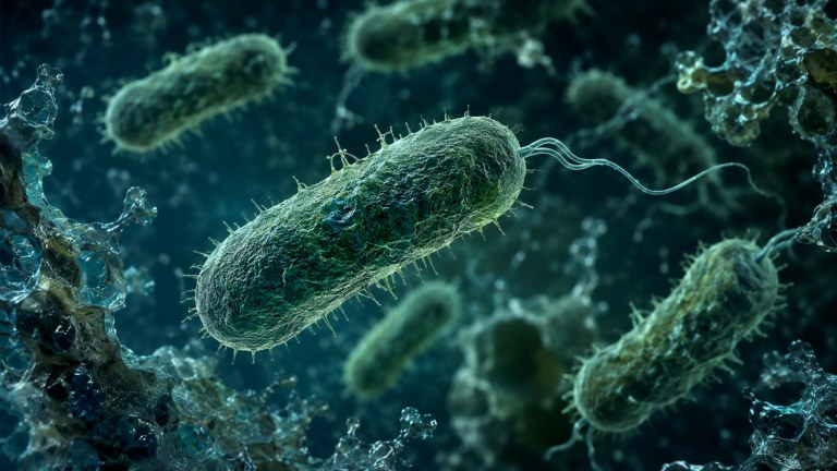 Representação da bactéria Pseudomonas aeruginosa