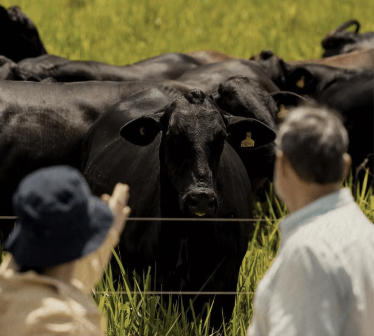 (Multimídia) Da soja à carne bovina brasileira livre de desmatamento, sustentabilidade se torna novo padrão de consumo na China