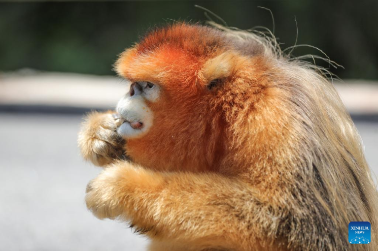 Macaco-dourado-de-nariz-arrebitado de Sichuan resgatado é fotografado próximo à base de resgate e reprodução de Foping, no noroeste da China