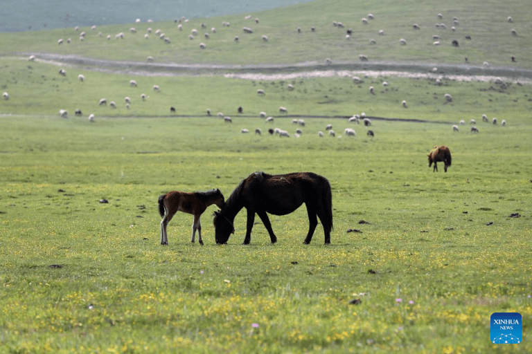 Belas pradarias atraem visitantes na Cidade de Dingxi, na Província de Gansu, noroeste da China