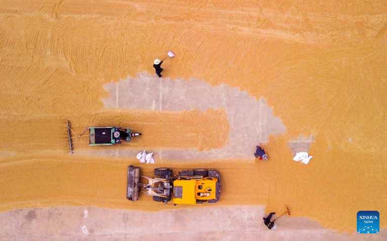 Colheita de trigo avança em diversas regiões da China