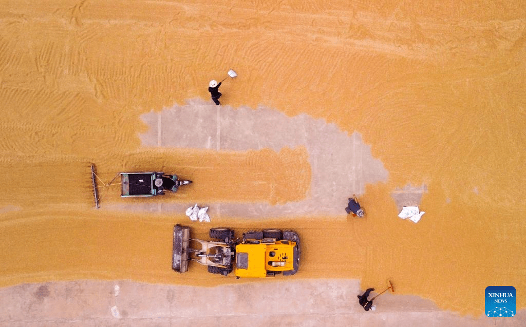 Colheita de trigo avança em diversas regiões da China
