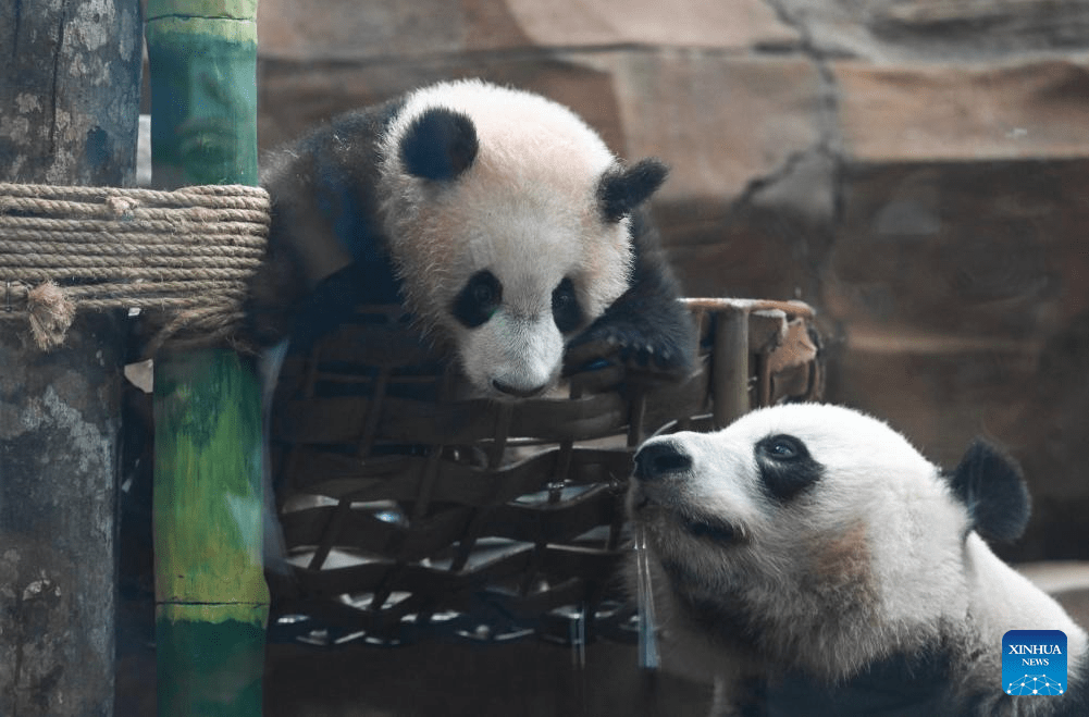 Comunidade Ásia-Pacífico: Panda de 6 meses fortalece amizade entre China e Indonésia