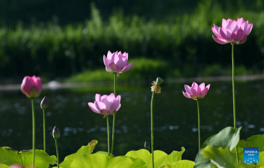 Desabrochar das flores de lótus embeleza parques e lagos na China