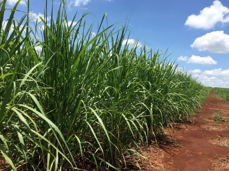 Canavial em Jacarezinho, Brasil, em 1º de janeiro de 2019