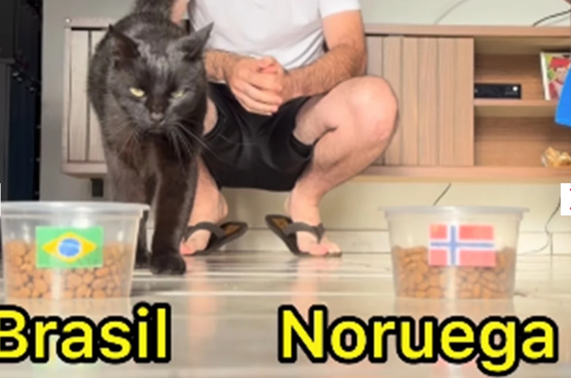 Gato vidente que acertou resultados da Copa faz previsão para Brasil x Noruega