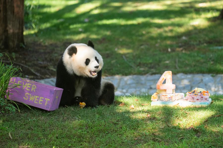 Destaque: Americanos cantam parabéns para a panda gigante Qing Bao em seu quarto aniversário