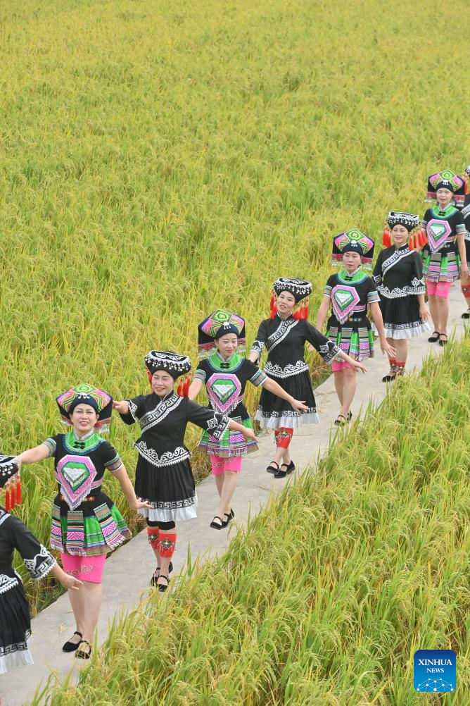 Agricultores celebram colheita em Guangxi, no sul da China