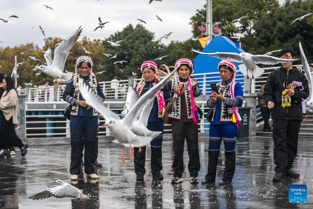 Gaivotas-de-cabeça-preta chegam à cidade chinesa de Kunming no inverno em busca de temperatura mais amena