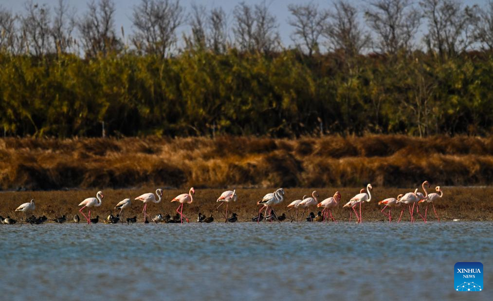 Flamingos buscam refúgio de inverno na Cidade de Yancheng, em Jiangsu, leste da China